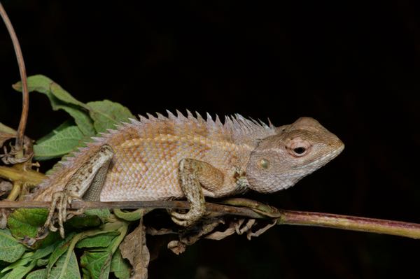 Oriental Garden Lizard (Calotes versicolor)