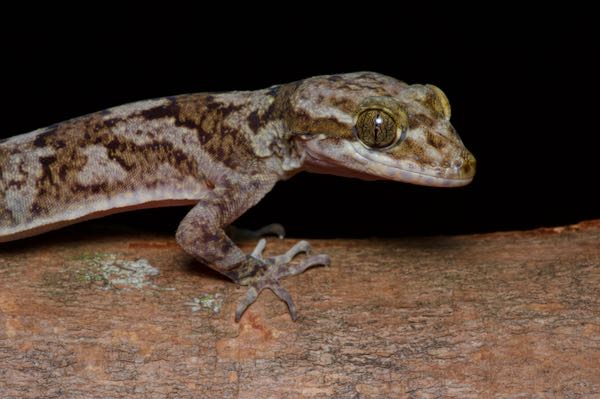 Dumbara Bent-toed Gecko (Cyrtodactylus soba)