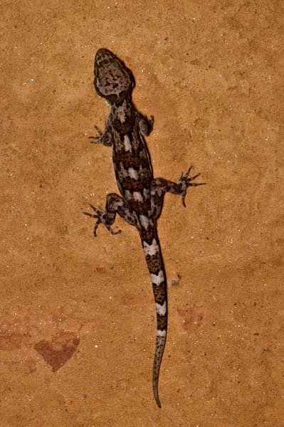 Dumbara Bent-toed Gecko (Cyrtodactylus soba)