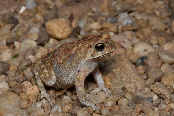 Black-spined Toad (Duttaphrynus melanostictus)