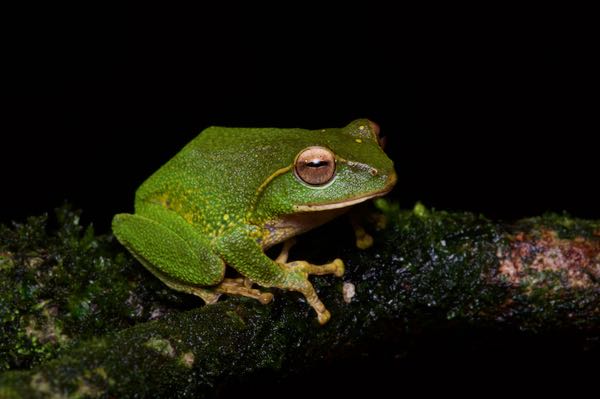 Stuart’s Shrub Frog (Pseudophilautus stuarti)