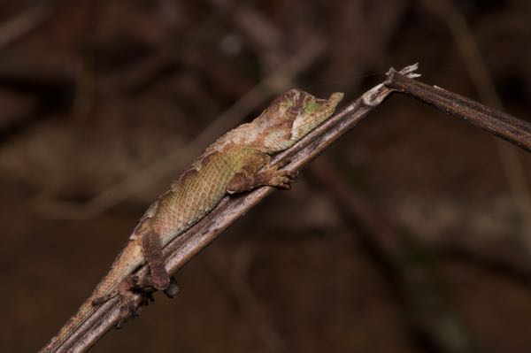 Leafnose Lizard (Ceratophora tennentii)