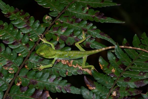 Pethiyagoda’s Crestless Lizard (Calotes pethiyagodai)