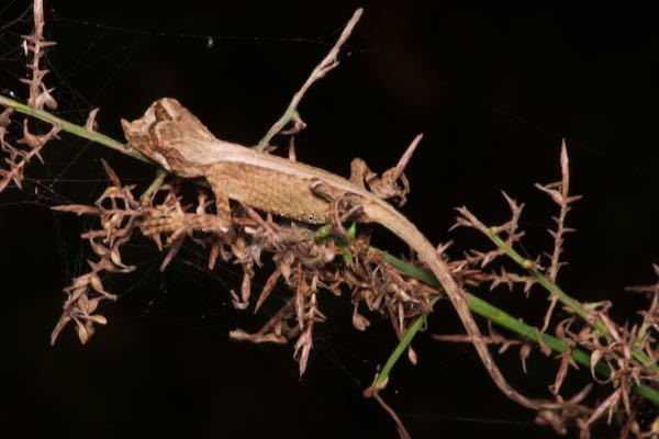 Leafnose Lizard (Ceratophora tennentii)