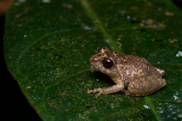 unidentified species (Pseudophilautus sp)