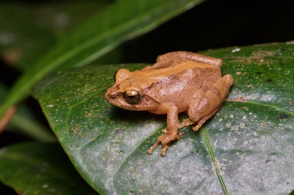 Steiner’s Shrub Frog (Pseudophilautus steineri)