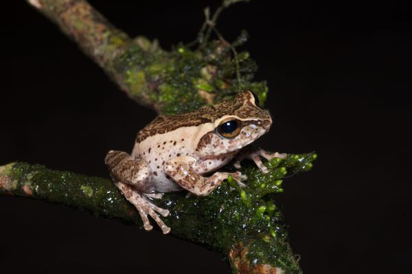 Knuckles Shrub Frog (Pseudophilautus fulvus)