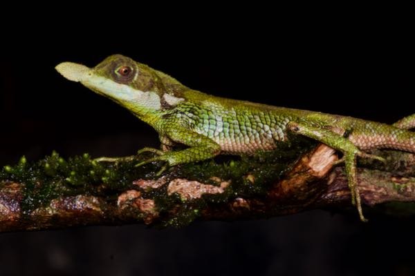 Leafnose Lizard (Ceratophora tennentii)