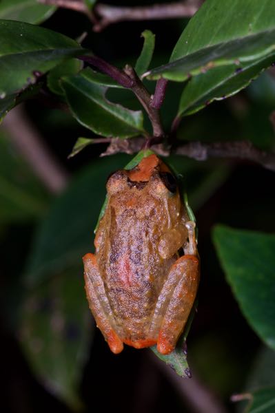 Muller’s Shrub Frog (Pseudophilautus sarasinorum)