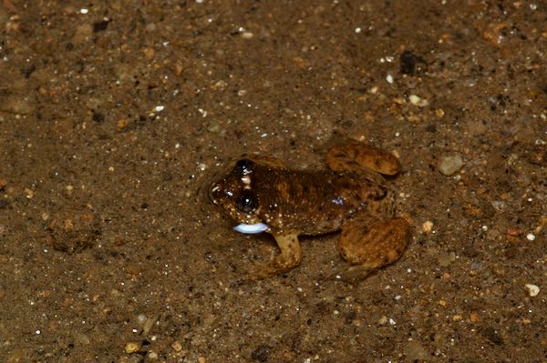 Dumbara Corrugated Frog (Lankanectes pera)