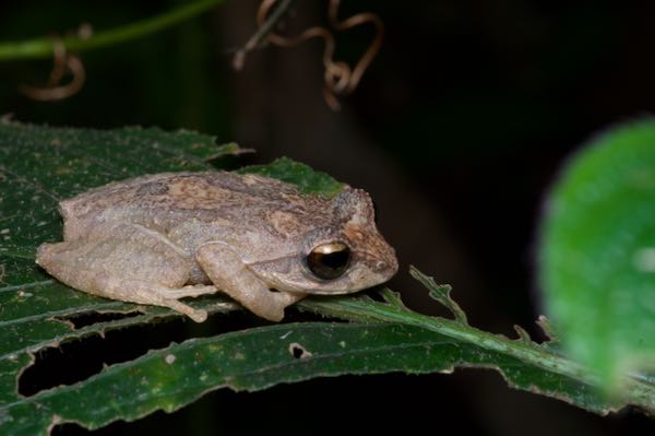 Steiner’s Shrub Frog (Pseudophilautus steineri)