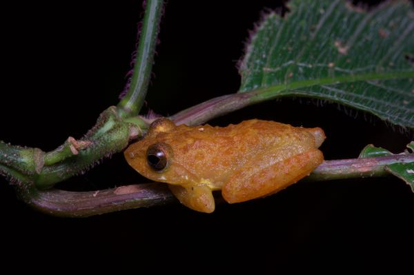 Bigfoot Shrub Frog (Pseudophilautus macropus)