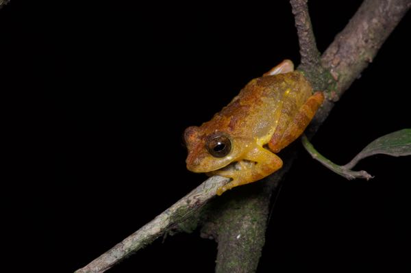 Muller’s Shrub Frog (Pseudophilautus sarasinorum)