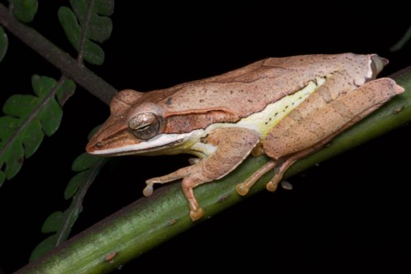 Saddled Treefrog (Taruga eques)