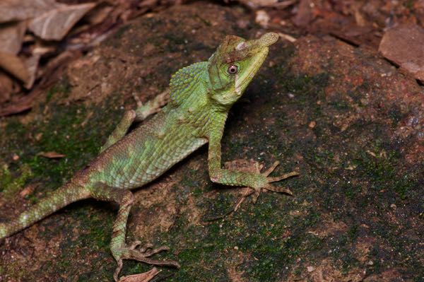 Leafnose Lizard (Ceratophora tennentii)