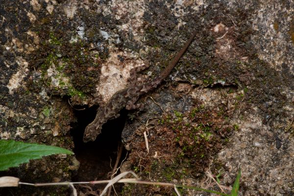 Spotted Round-eyed Gecko (Cnemaspis punctata)