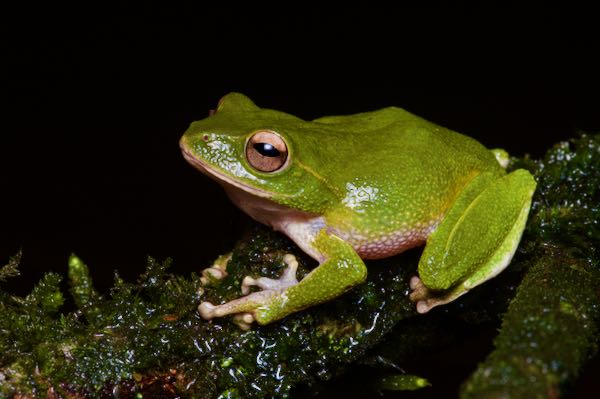 Stuart’s Shrub Frog (Pseudophilautus stuarti)