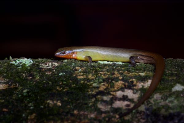 Common Lanka Skink (Lankascincus fallax)