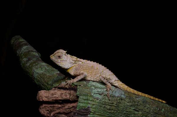 Hump-nosed Lizard (Lyriocephalus scutatus)