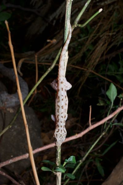 Common House Gecko (Hemidactylus frenatus)