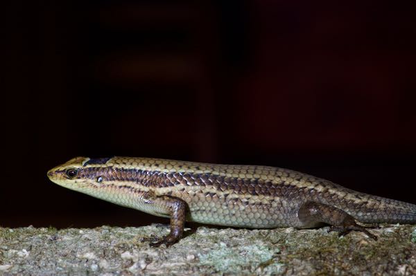 Austin’s Mabuya (Eutropis austini)