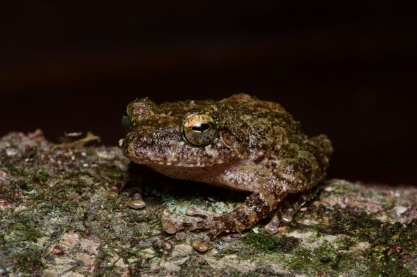 Hollow-snouted Shrub Frog (Pseudophilautus cavirostris)