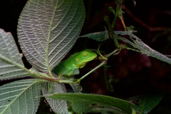 Pethiyagoda’s Crestless Lizard (Calotes pethiyagodai)