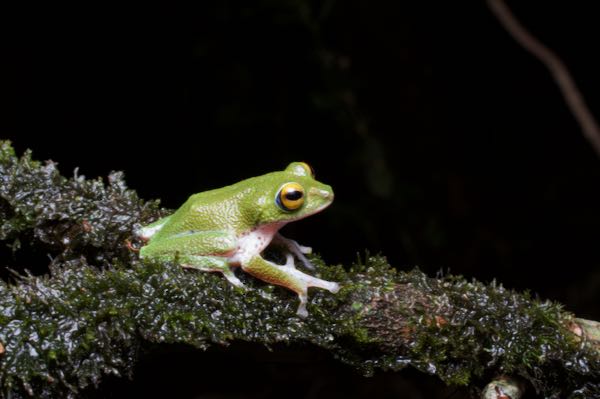 Moore’s Shrub Frog (Pseudophilautus mooreorum)