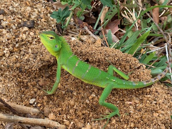 Common Green Forest Lizard (Calotes calotes)