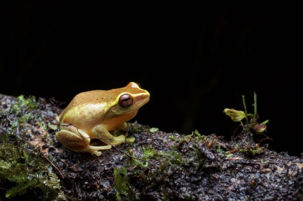 Hoffman’s Shrub Frog (Pseudophilautus hoffmanni)