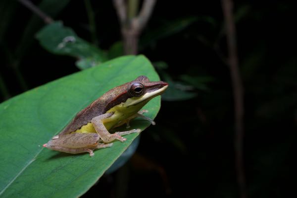 Saddled Treefrog (Taruga eques)