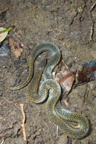 De Silva’s Rough-sided Snake (Aspidura desilvai)