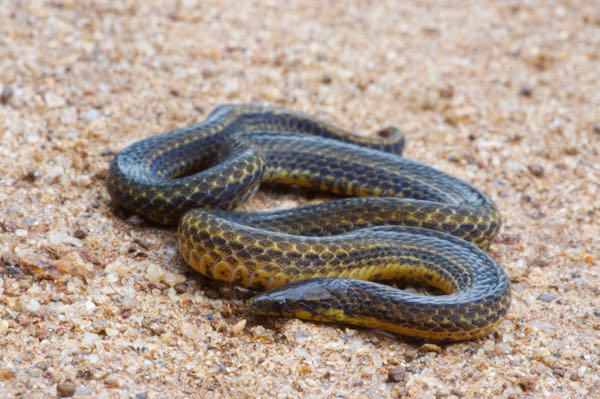 De Silva’s Rough-sided Snake (Aspidura desilvai)