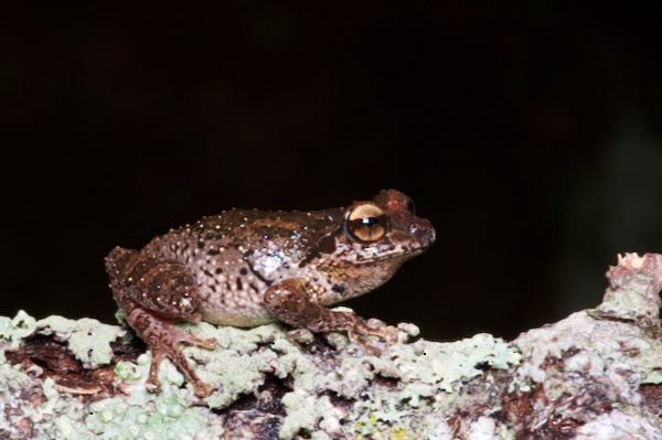 Pug-nosed Shrub Frog (Pseudophilautus silus)