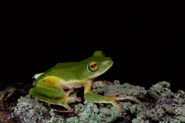 Round-snout Pygmy Frog (Pseudophilautus femoralis)