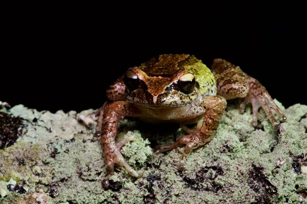 Small-eared Shrub Frog (Pseudophilautus microtympanum)