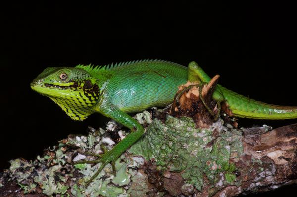 Black-cheeked Lizard (Calotes nigrilabris)