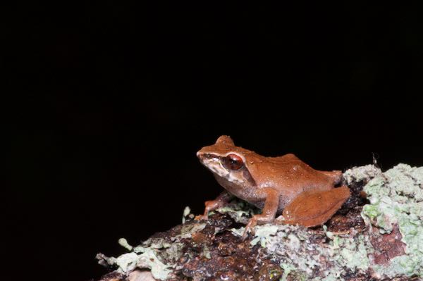 Horton Plains Shrub Frog (Pseudophilautus alto)