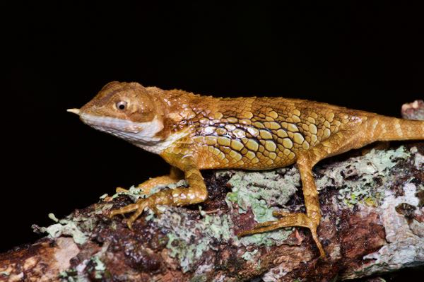 Rhino Horn Lizard (Ceratophora stoddartii)