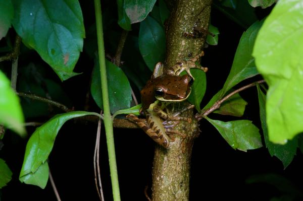 Saddled Treefrog (Taruga eques)