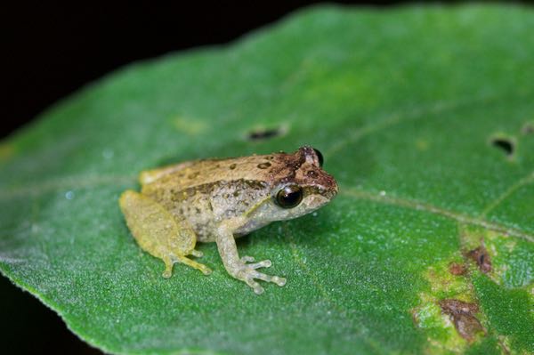 Small-eared Shrub Frog (Pseudophilautus microtympanum)