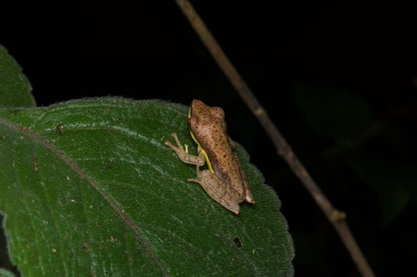 Saddled Treefrog (Taruga eques)