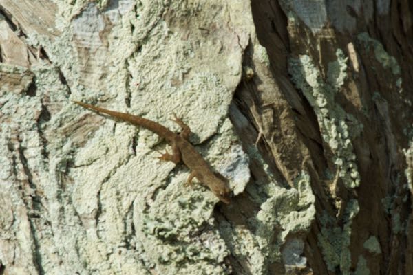 Gemunu’s Day Gecko (Cnemaspis gemunu)