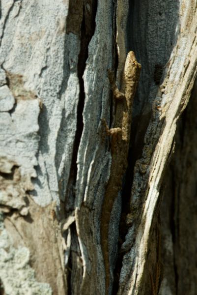 Gemunu’s Day Gecko (Cnemaspis gemunu)