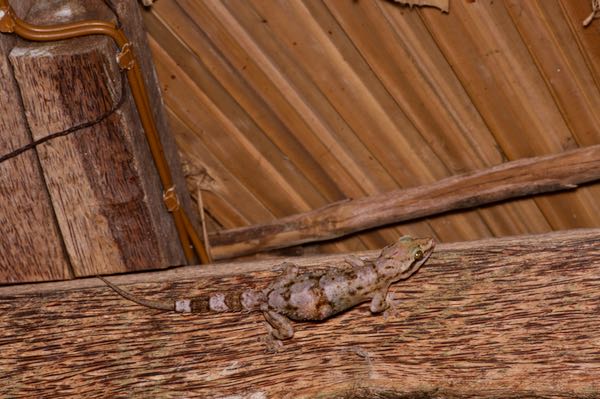 Kandyan Gecko (Hemidactylus depressus)