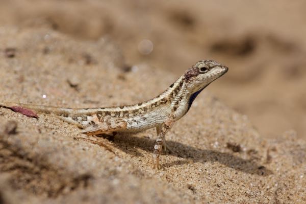 Pondichéry Fan-throated Lizard (Sitana ponticeriana)