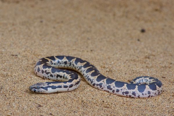 Rough-sided Sand Boa (Eryx conicus)