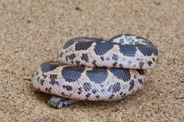 Rough-sided Sand Boa (Eryx conicus)