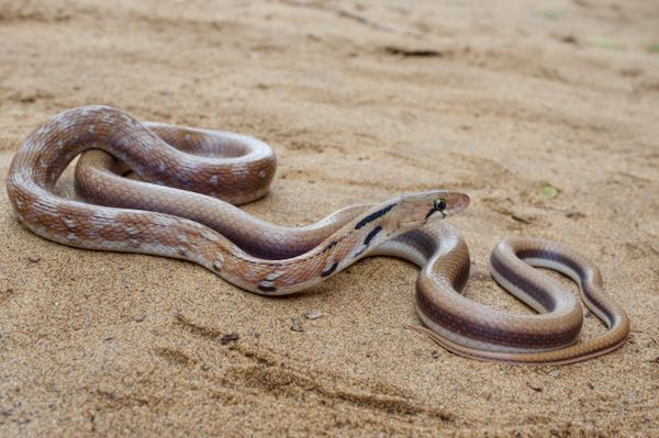 Trinket Snake (Coelognathus helena)