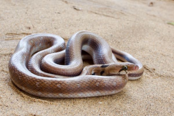 Trinket Snake (Coelognathus helena)